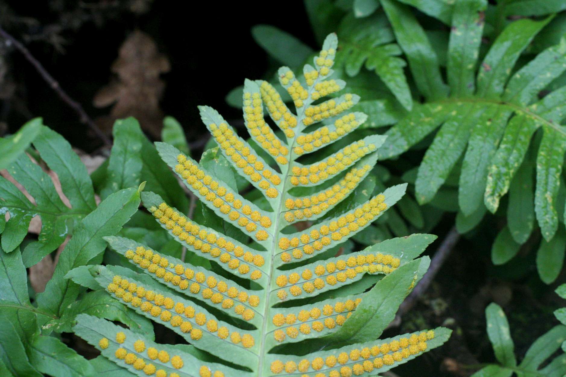 Polypodium sp. e Asplenium cfr. onopteris/adiantum-nigrum